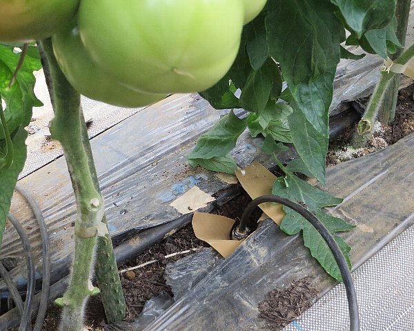 写真3：土中の温度などを測定するセンサーと栽培中のトマト